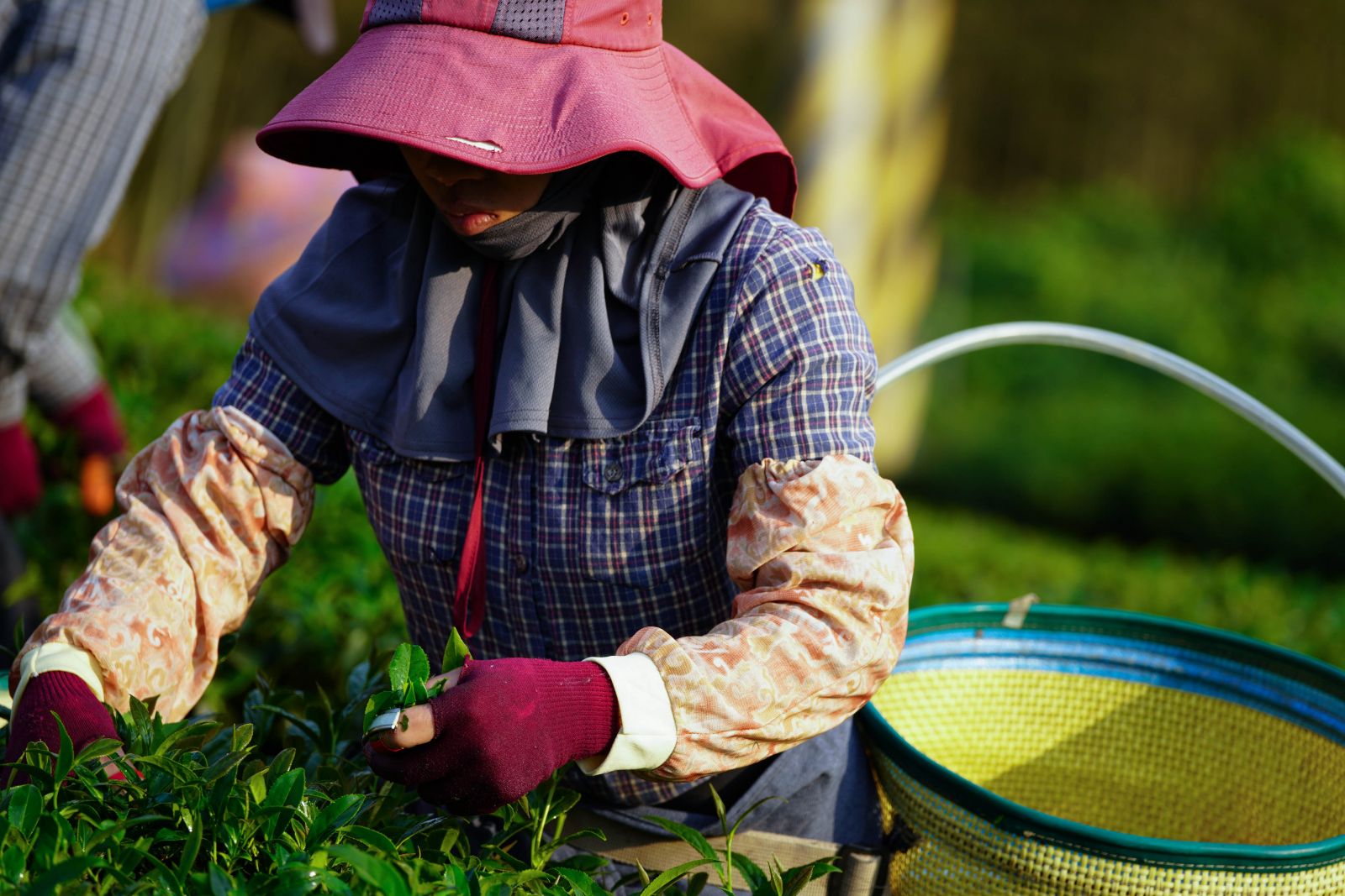 duancha-Chin-Shin-Oolong-hand-picked