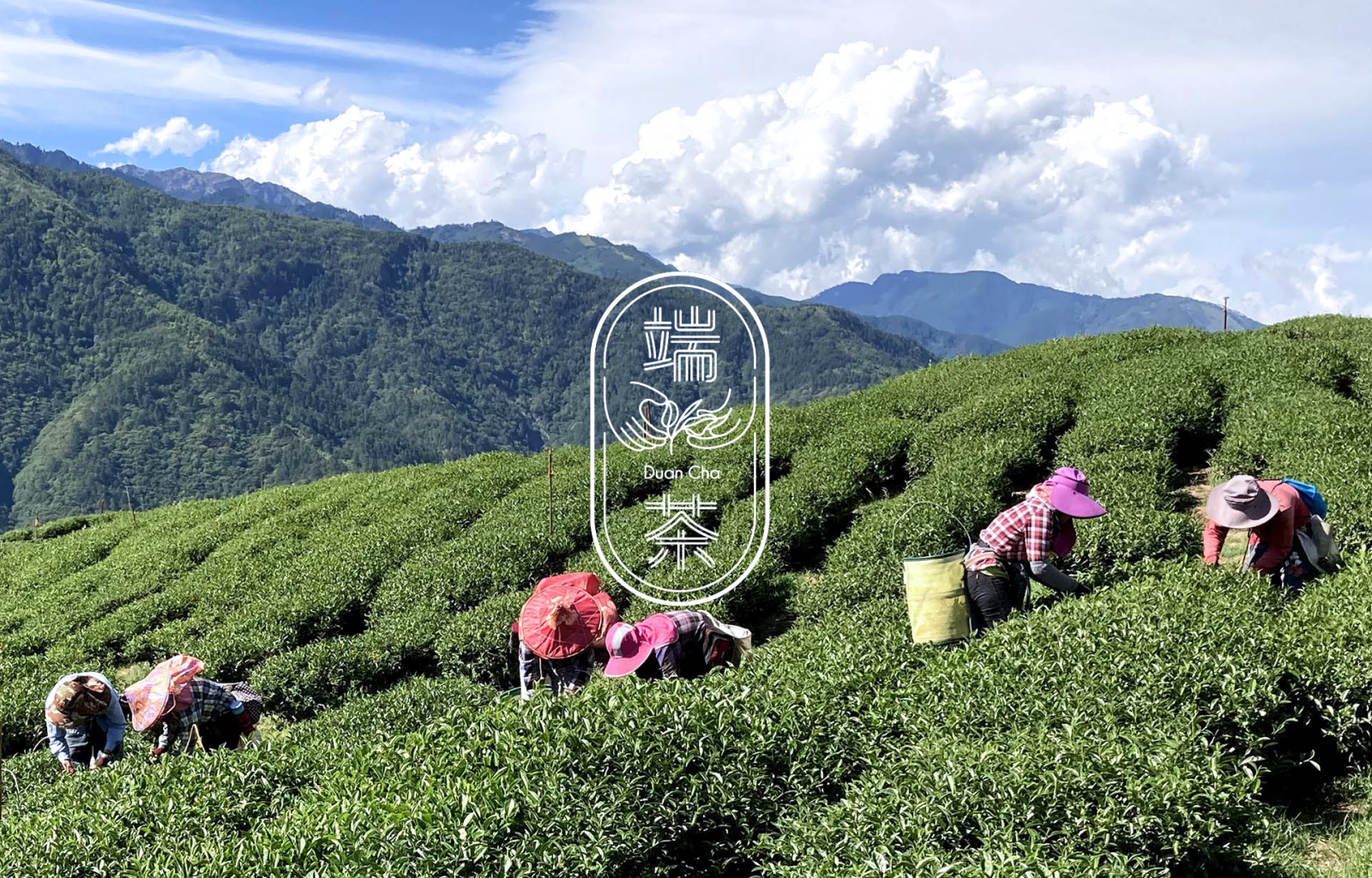 【耑藏禮盒】台灣頂級梨山 杉林溪高山茶 手採一心二葉 喉韻回甘 - 茶葉/茶包/水果茶 - 新鮮食材 